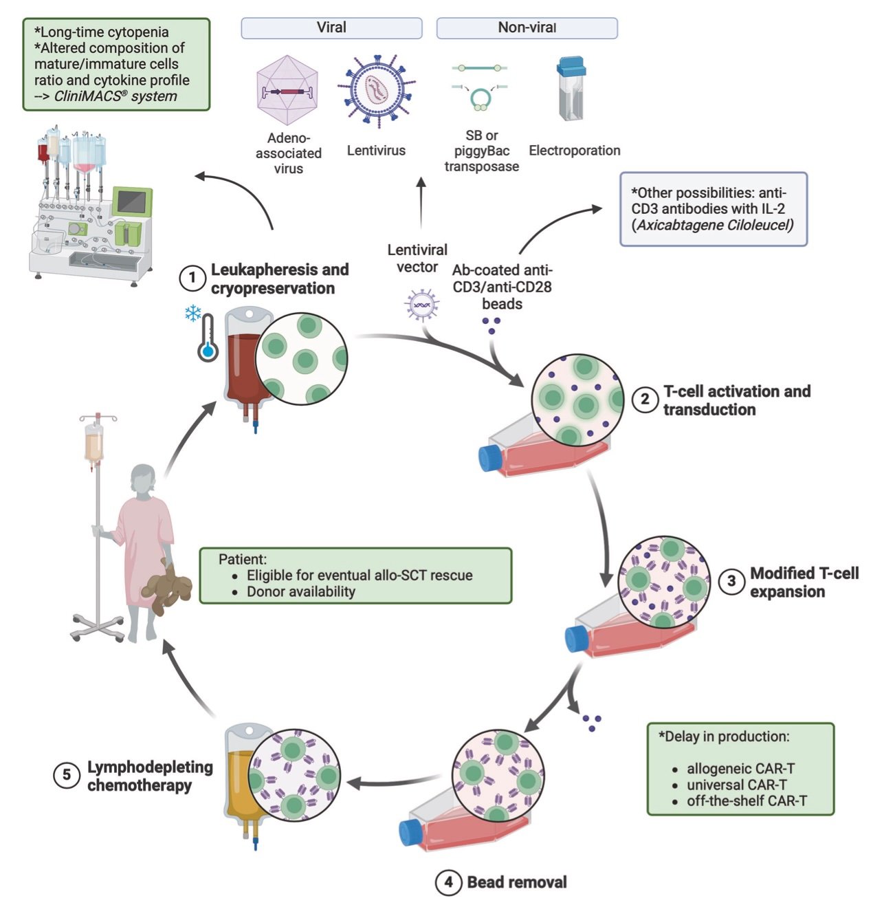 Automated CAR-T manufacturing process with steps including leukapheresis, T-cell activation, genetic modification, expansion, bead removal, and lymphodepleting chemotherapy, highlighting AML-specific challenges.