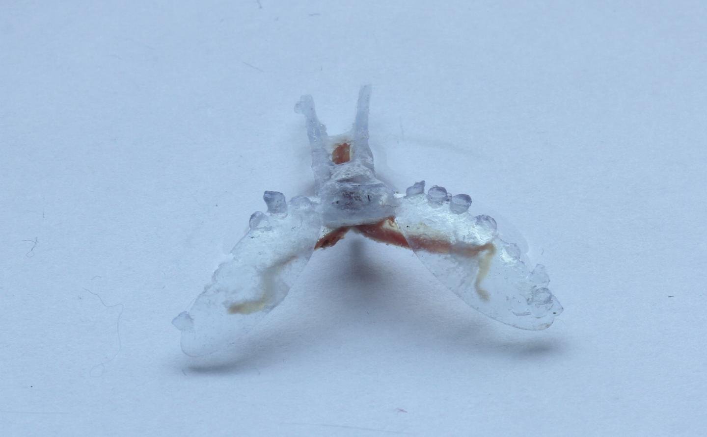 Close-up of a transparent biohybrid robot created using sea slug muscles and 3D-printed components, developed by Case Western Reserve University scientists