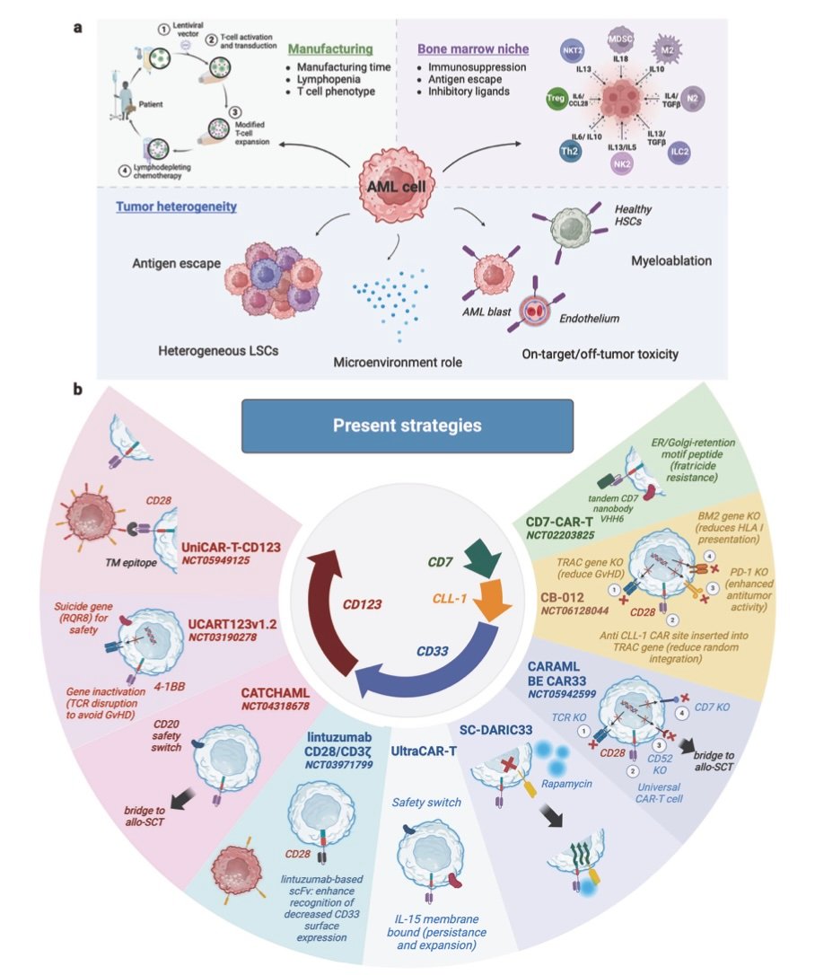 Challenges in CAR-T cell therapy for AML, including manufacturing, bone marrow niche, and tumor heterogeneity, alongside current clinical strategies targeting CD123, CD33, CLL-1, and CD7.