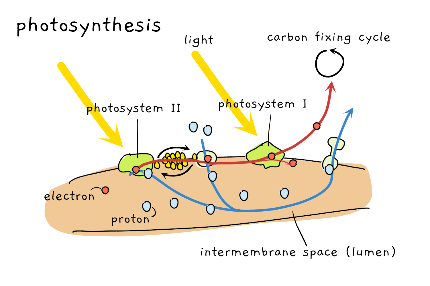 Illustration showing how chloroplasts perform photosynthesis with photosystem I and II, electron and proton transfer, and carbon fixation cycle