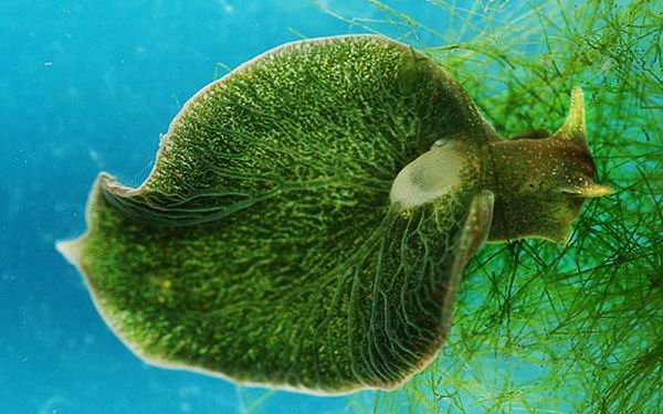 Close-up image of the emerald sea slug Elysia chlorotica, showing its bright green body as it uses chloroplasts from algae to photosynthesize.