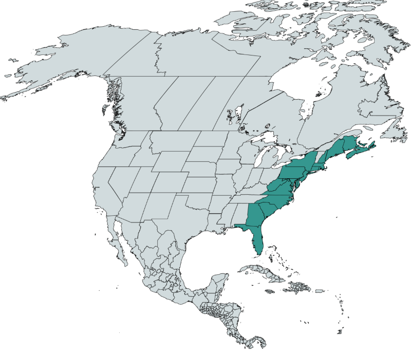 Map of North America highlighting the coastal range of the Eastern Emerald Elysia sea slug from Nova Scotia, Canada, down to Florida, USA