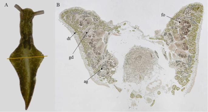 Microscopic view showing how the sea slug Elysia chlorotica absorbs and distributes chloroplasts from algae